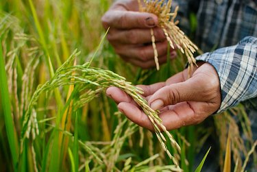 С Днем фермера!